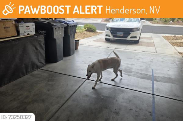 Found/Stray Unknown Dog last seen Carnegie and horizon ridge, Henderson, NV 89052