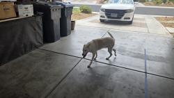 Found/Stray Unknown Dog last seen Carnegie and horizon ridge, Henderson, NV 89052
