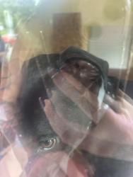 Found/Stray Male Dog last seen California ave, Pittsburgh, PA 15212