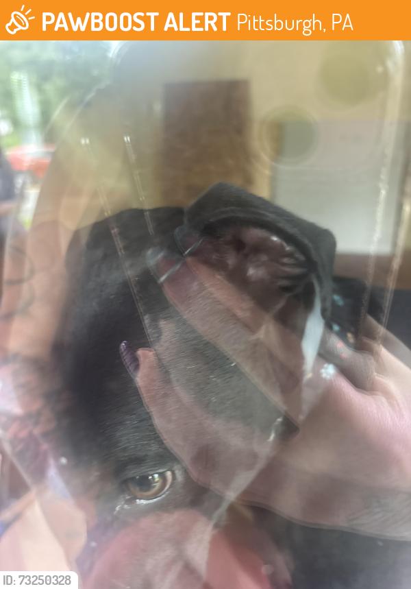 Found/Stray Male Dog last seen California ave, Pittsburgh, PA 15212