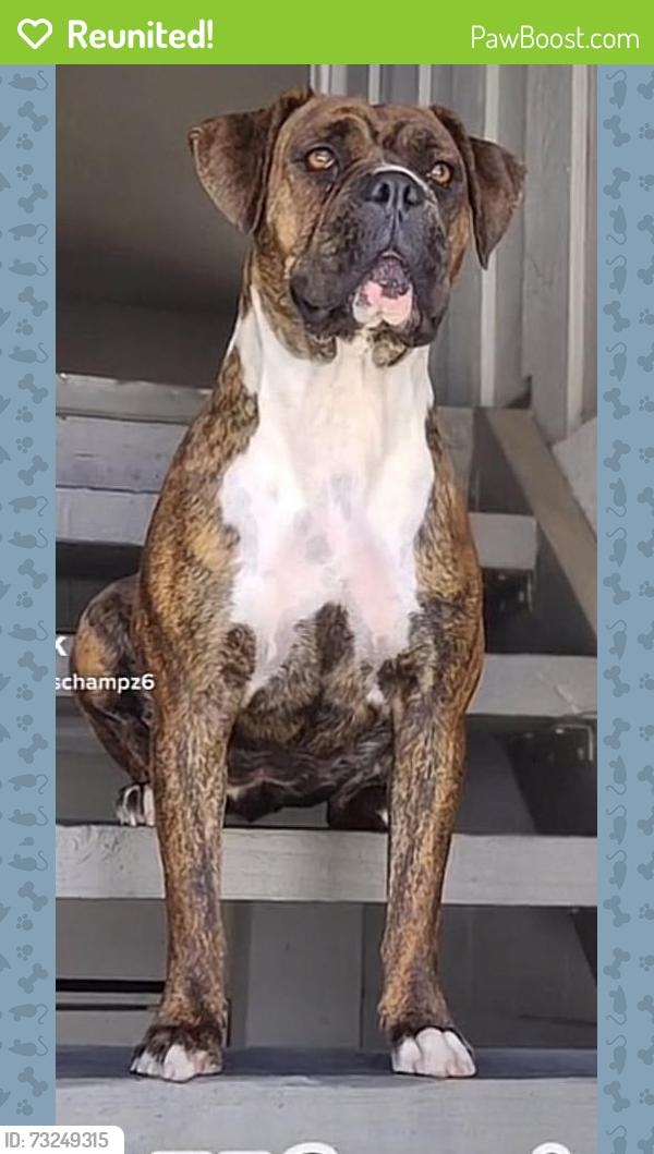 Reunited Female Dog last seen E Campus Way, Hemet, CA, USA, Hemet, CA 92583