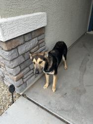 Found/Stray Male Dog last seen Hess Ave and 240st, Buckeye, AZ 85326