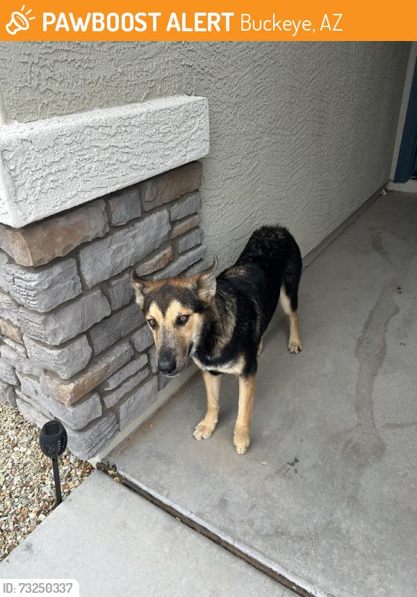 Found/Stray Male Dog last seen Hess Ave and 240st, Buckeye, AZ 85326