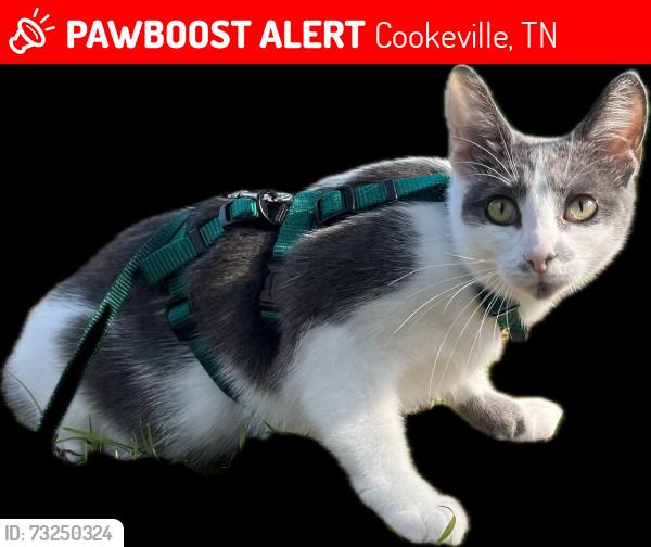 Lost Female Cat last seen City Lake Natural Area parking lot, Cookeville, TN 38506