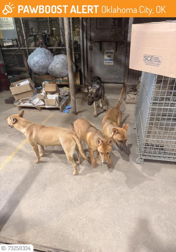 Found/Stray Male Dog last seen Se 89th and Sunnylane, Oklahoma City, OK 73165