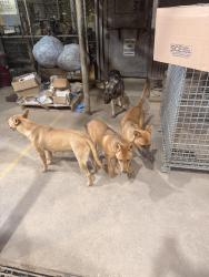 Found/Stray Male Dog last seen Se 89th and Sunnylane, Oklahoma City, OK 73165