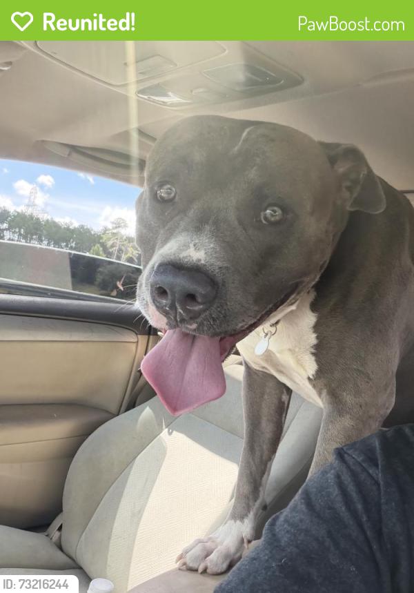 Reunited Male Dog last seen Between Yukon and water, Tampa, FL 33604