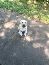 Found/Stray Male Dog last seen Seen at the back of the cemetery, Charlotte, NC 28217