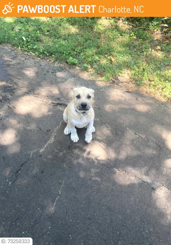 Found/Stray Male Dog last seen Seen at the back of the cemetery, Charlotte, NC 28217