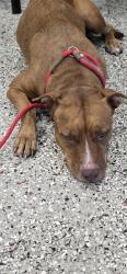 Found/Stray Female Dog last seen By Blu apmts and esterre Davis park, Fort Lauderdale, FL 33315