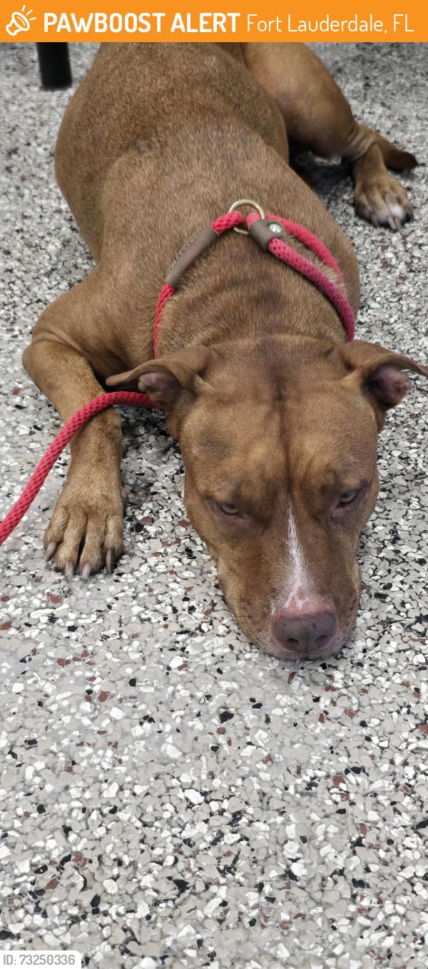 Found/Stray Female Dog last seen By Blu apmts and esterre Davis park, Fort Lauderdale, FL 33315