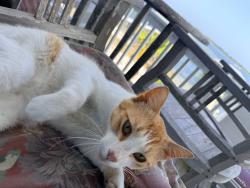 Lost Male Cat last seen Ono Island, Orange Beach, AL 36561