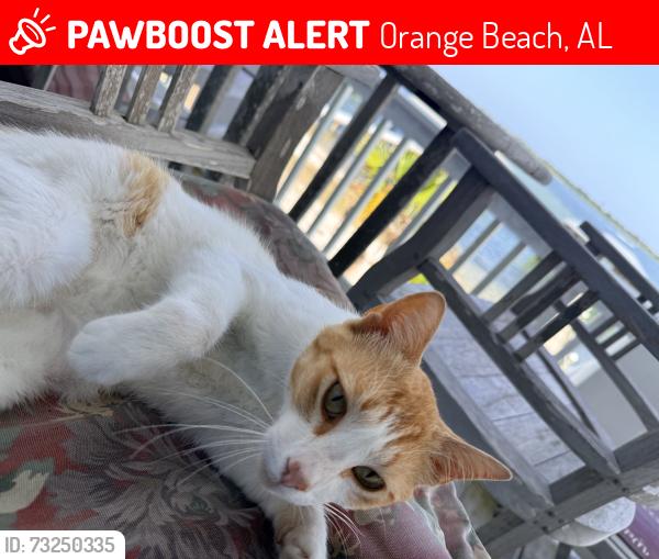 Lost Male Cat last seen Ono Island, Orange Beach, AL 36561