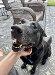 Found/Stray Male Dog last seen Stockton Neighborhood Trussville AL, Trussville, AL 35173