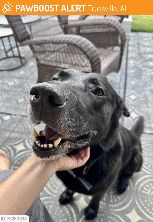 Found/Stray Male Dog last seen Stockton Neighborhood Trussville AL, Trussville, AL 35173