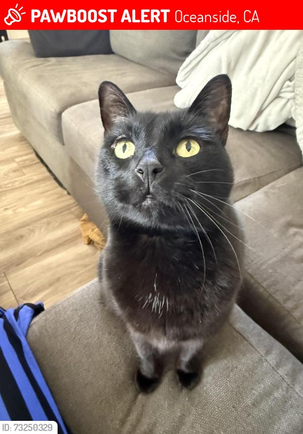 Lost Male Cat last seen Deluz Child Development Center, Oceanside, CA 92058
