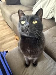Lost Male Cat last seen Deluz Child Development Center, Oceanside, CA 92058
