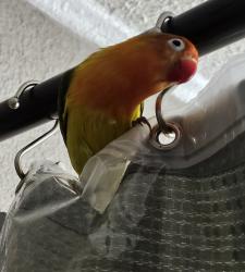 Lost Male Bird last seen Airport Blvd and Sanford Ave, Sanford, FL 32773