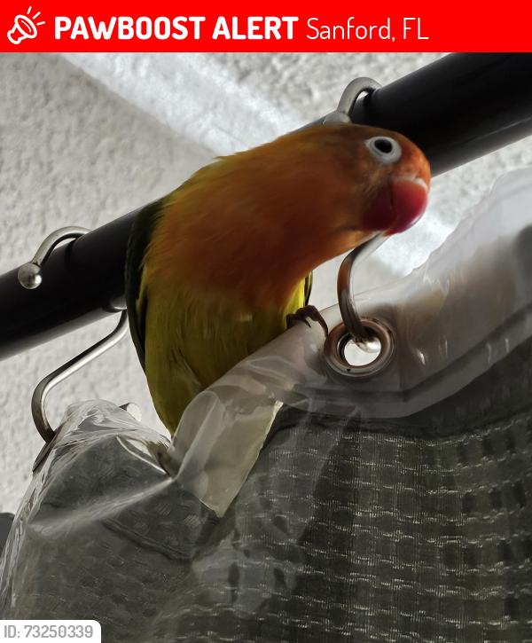 Lost Male Bird last seen Airport Blvd and Sanford Ave, Sanford, FL 32773