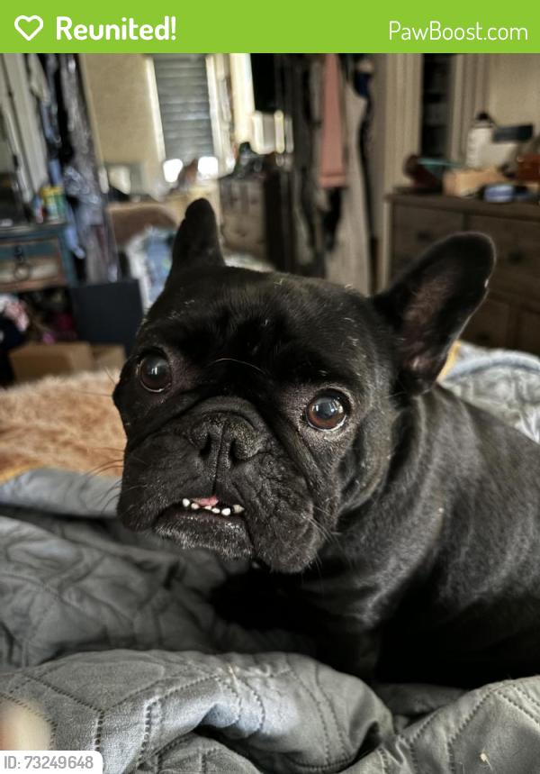 Reunited Female Dog last seen Rue Monet and rue du park, Lake Forest, CA 92610