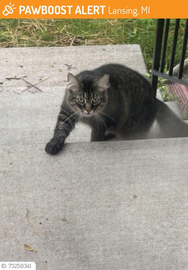 Found/Stray Female Cat last seen Haag/Miller, Lansing, MI 48911