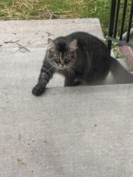 Found/Stray Female Cat last seen Haag/Miller, Lansing, MI 48911
