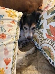 Reunited Male Dog last seen 34th and Wyandot, Denver, CO 80211