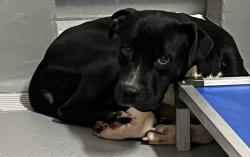 Found/Stray Female Dog last seen Located at Rockdale County Animal Service, 1506 Rockbridge Road, Conyers, GA 30012, Conyers, GA 30012