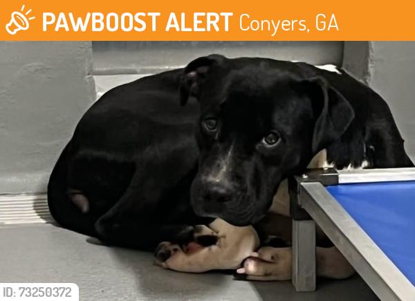 Found/Stray Female Dog last seen Located at Rockdale County Animal Service, 1506 Rockbridge Road, Conyers, GA 30012, Conyers, GA 30012