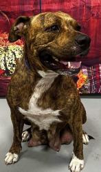 Found/Stray Female Dog last seen Located at Rockdale County Animal Service, 1506 Rockbridge Road, Conyers, GA 30012, Conyers, GA 30012