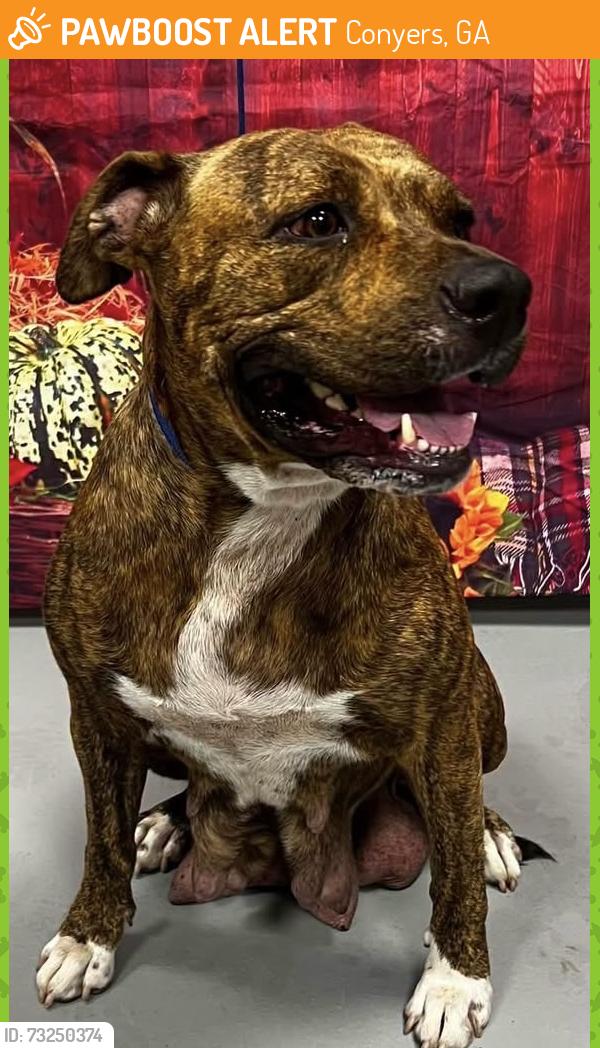 Found/Stray Female Dog last seen Located at Rockdale County Animal Service, 1506 Rockbridge Road, Conyers, GA 30012, Conyers, GA 30012