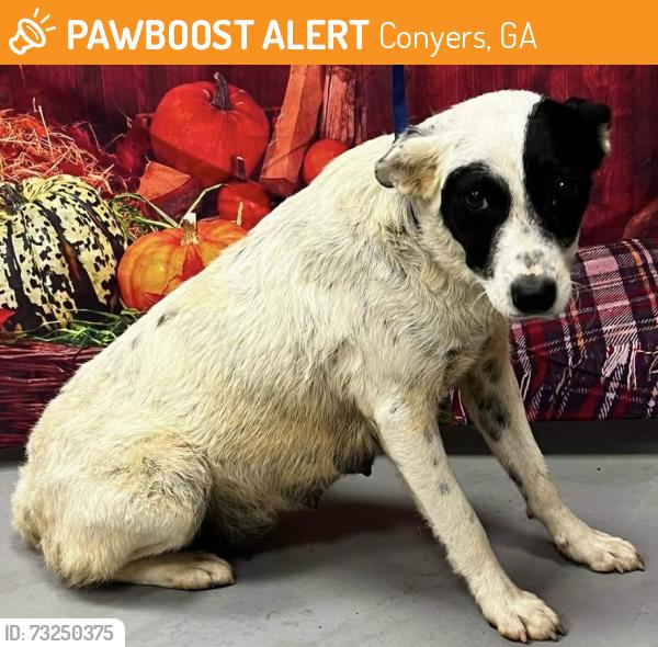 Found/Stray Female Dog last seen Located at Rockdale County Animal Service, 1506 Rockbridge Road, Conyers, GA 30012, Conyers, GA 30012