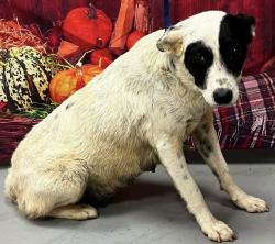 Found/Stray Female Dog last seen Located at Rockdale County Animal Service, 1506 Rockbridge Road, Conyers, GA 30012, Conyers, GA 30012