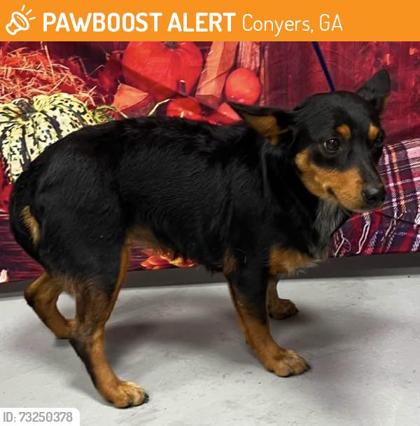 Found/Stray Female Dog last seen Located at Rockdale County Animal Service, 1506 Rockbridge Road, Conyers, GA 30012, Conyers, GA 30012