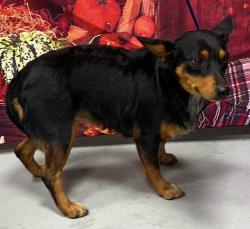 Found/Stray Female Dog last seen Located at Rockdale County Animal Service, 1506 Rockbridge Road, Conyers, GA 30012, Conyers, GA 30012