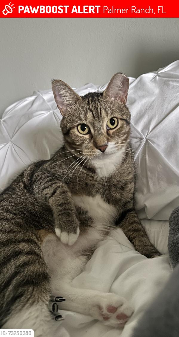 Lost Female Cat last seen Crockers lake boulevard Building 16 and 18, Palmer Ranch, FL 34238