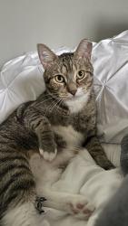 Lost Female Cat last seen Crockers lake boulevard Building 16 and 18, Palmer Ranch, FL 34238