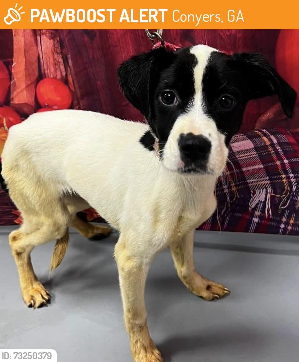 Found/Stray Female Dog last seen Located at Rockdale County Animal Service, 1506 Rockbridge Road, Conyers, GA 30012, Conyers, GA 30012