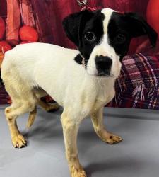 Found/Stray Female Dog last seen Located at Rockdale County Animal Service, 1506 Rockbridge Road, Conyers, GA 30012, Conyers, GA 30012
