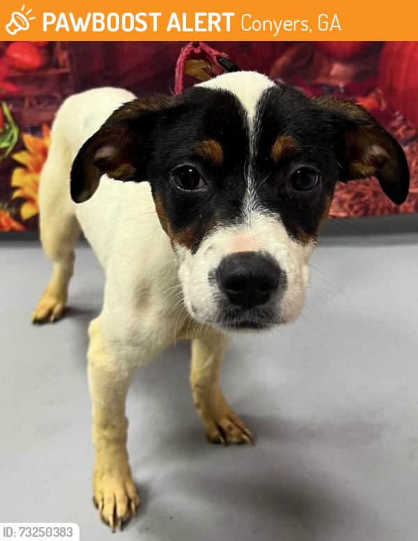 Found/Stray Female Dog last seen Located at Rockdale County Animal Service, 1506 Rockbridge Road, Conyers, GA 30012, Conyers, GA 30012
