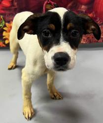 Found/Stray Female Dog last seen Located at Rockdale County Animal Service, 1506 Rockbridge Road, Conyers, GA 30012, Conyers, GA 30012