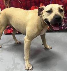 Reunited Female Dog last seen Located at Rockdale County Animal Service, 1506 Rockbridge Road, Conyers, GA 30012, Conyers, GA 30012