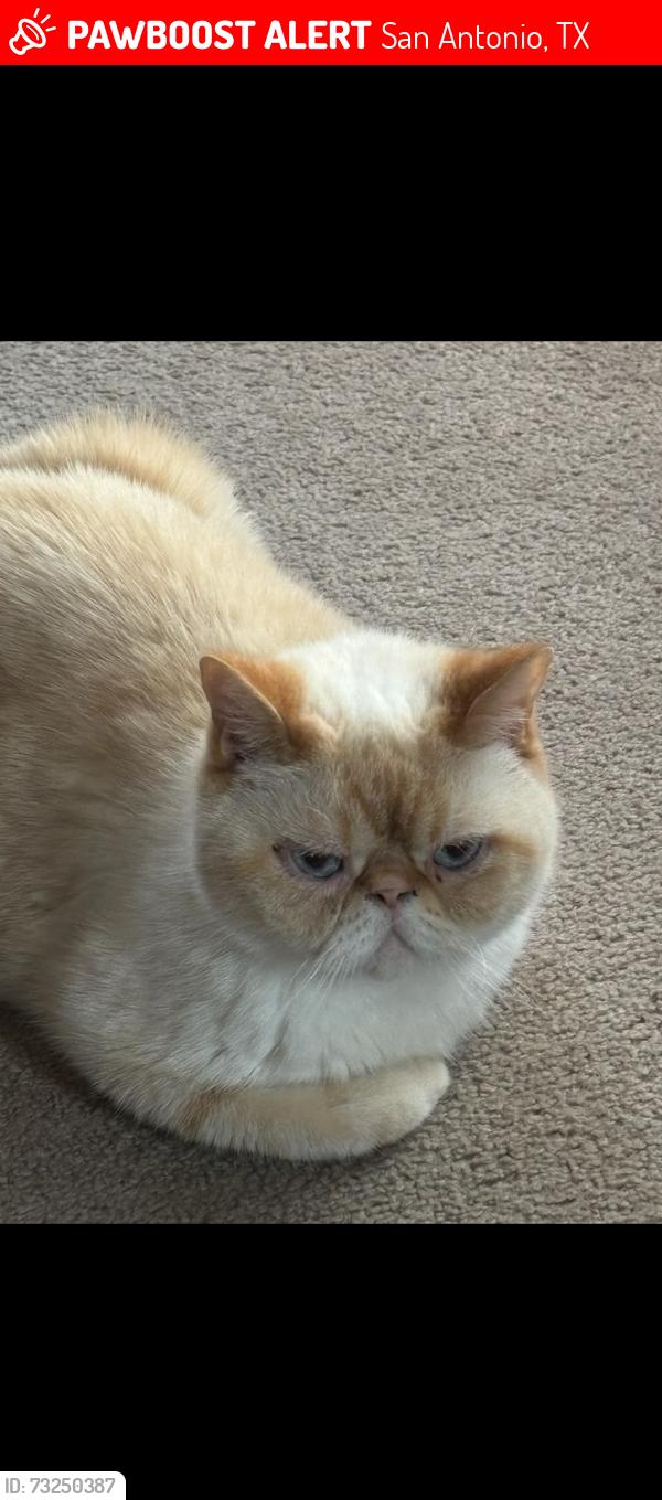 Lost Male Cat last seen Near enchanted flame Street, San Antonio, TX 78250