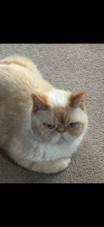 Lost Male Cat last seen Near enchanted flame Street, San Antonio, TX 78250