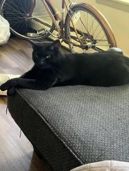 Lost Male Cat last seen Lark st, Albany, NY 12210