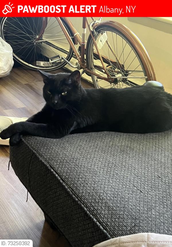 Lost Male Cat last seen Lark st, Albany, NY 12210