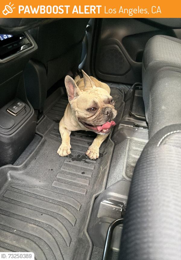 Found/Stray Male Dog last seen Orion and Romar, Los Angeles, CA 91343