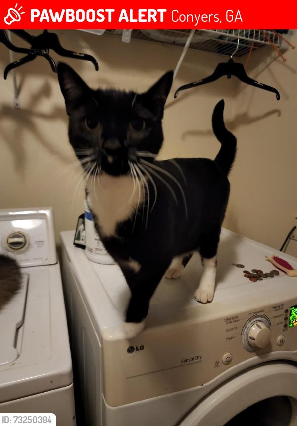 Lost Male Cat last seen Bonds Lake Road, Conyers, GA 30013