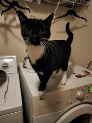 Lost Male Cat last seen Bonds Lake Road, Conyers, GA 30013