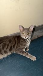 Found/Stray Female Cat last seen Inside my building, Greater London, England BR3 5EL